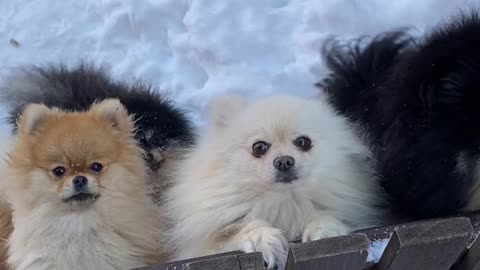 Dogs playing in snow