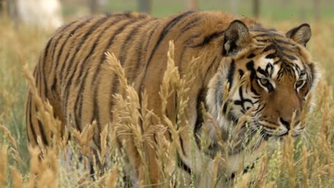 Watch Faces Of The Wild Animal Sanctuary