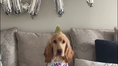Today is the dog's birthday! The record
