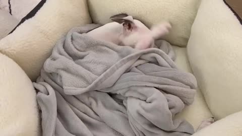 Puppy Elated By Her New Dog Bed