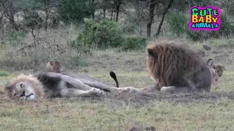 The Nosy Lion Cubs Makes Daddy Can't Sleep - Cute Baby Animals