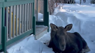 Baby Moose Blocks the Way