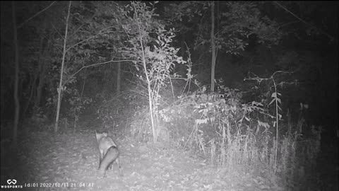 Backyard Trail Cams - Red Fox