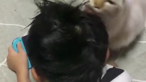 Cute Cat and Kid Moments: A Friendship for the Ages