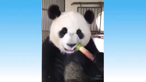 Funny and Cute Animal Videos