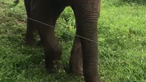 My friend gives mangoes to a wild elephant with a broken leg