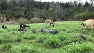 In the field with the Guineas Goats and Donkeys