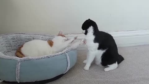 Cat Fight