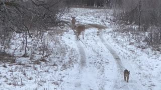 Bobcat Takes a Stroll With Two Bucks Trailing Behind