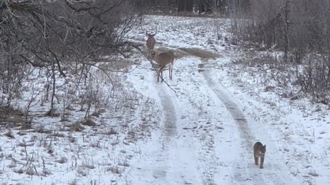 Bobcat Takes a Stroll With Two Bucks Trailing Behind