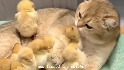 Cat video Cat Adoptes Chicks_ The Rooster_ And Hen Were Stunned_(720P_HD