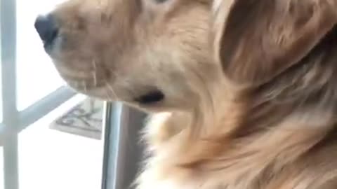 Golden retriever barking at squirrel