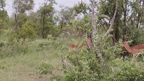 Impala Rams Fighting