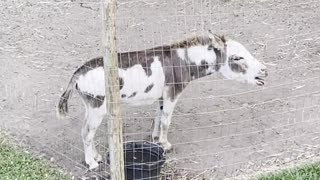 Neighborhood Donkey Makes Excellent Alarm Clock