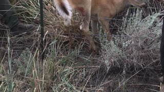 Firefighters Rescue Deer Trapped in Fence