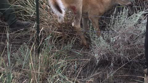Firefighters Rescue Deer Trapped in Fence