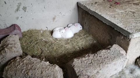 kamyab rabbit farming in colony system🐇