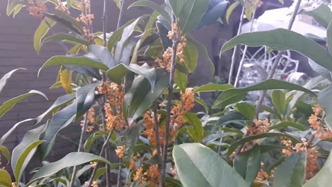 Osmanthus Fragrans, Orange Fragrant Sweet Olive Tree Shrub, Cold Hardy Garden