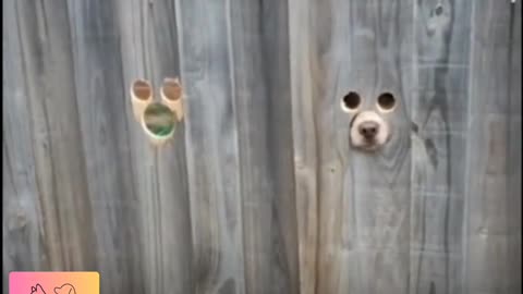 Dogs Compilation Funny Video - Dog Lovers - Funny Animals - Dog of Instagram - Dog of Tiktok😂😂
