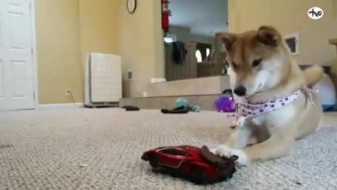 Haru the Shiba Inu vs. R.C Car! | Tivo