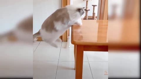 Cat Amazing Jump On Table