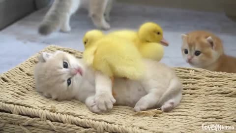 Ducklings love the baby kitten Shan. Jump up and sleep together. Mrizanwaqas143