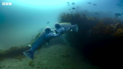 The Sex-Shifting Fish | 4KUHD | Blue Planet II | BBC Earth