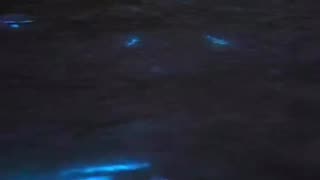 BIOLUMINESCENCE ALGAE