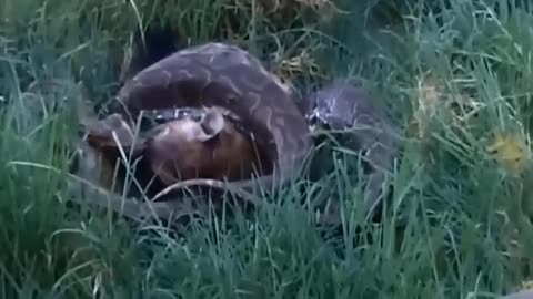 Leopard Invades Village to Hunt Cows, Faces Bitter Consequences!"