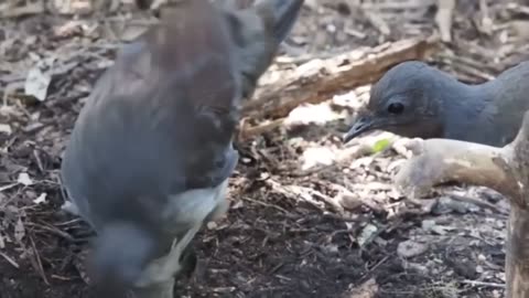 Amazing bird sounds from the Lyrebird - The bird can copy the sound - The best song bird