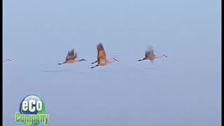 Sandhill cranes