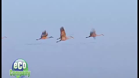 Sandhill cranes