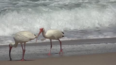 Ocean birds