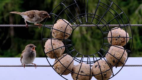 How to Feed Budgies Choosing the Right Foods - ReEdit