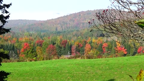 Fall Foliage