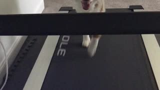 Dog walking on a treadmill with four legs is just two easy