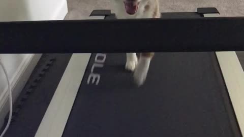 Dog walking on a treadmill with four legs is just two easy