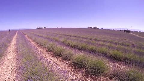 Lavender fields in PROVENCE, FRANCE _ Plateau de Valensole