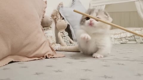Cute Baby Cat - short leg Kitten
