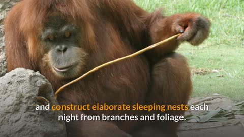 Orangutan || Description, Characteristics and Facts!