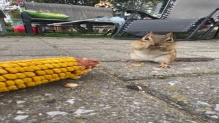 Chipmunk Loves Corn on the Cob