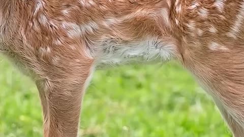 Why Baby Deer Have White Spots Remix