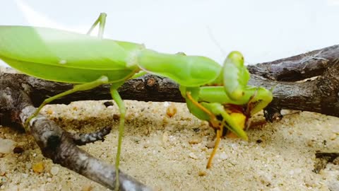 Deadly PRAYING MANTIS vs HORNET and WASP BRUTAL FIGHT - Insect Stories-19