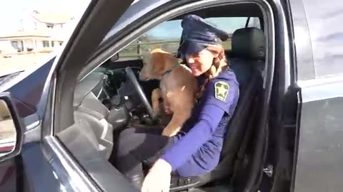 Police_Steals_Puppy_from_Rubber_Ducky_in_Car_Ride_Chase!(360p).mp4