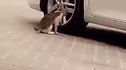 The car alarm made the cat twitch