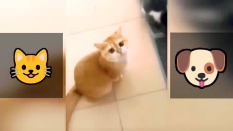 Funny Cats & Dogs Viral Videos 🤣| #Cat #Dog #Video #Short #Shorts #Viral #TikTok #2023