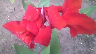Linda cana índica vermelha no parque, uma flor muito bela [Nature & Animals]
