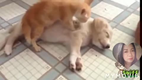 Funny animal video Dog fighting cat