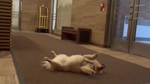 Leo Plays Dead in the Lobby