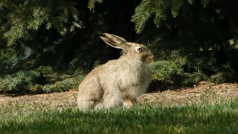 Amazing Rabbits